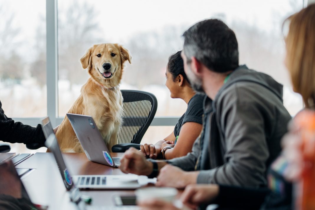 Importance of Technology in Dog Training