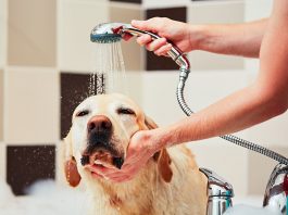 The Importance of Technology in Dog Grooming