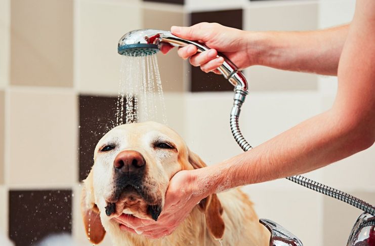 The Importance of Technology in Dog Grooming