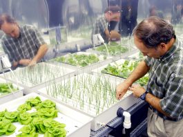 Role Of Technology In Hydroponics