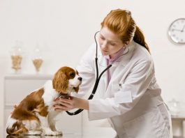Role Of Technology In Pet Care
